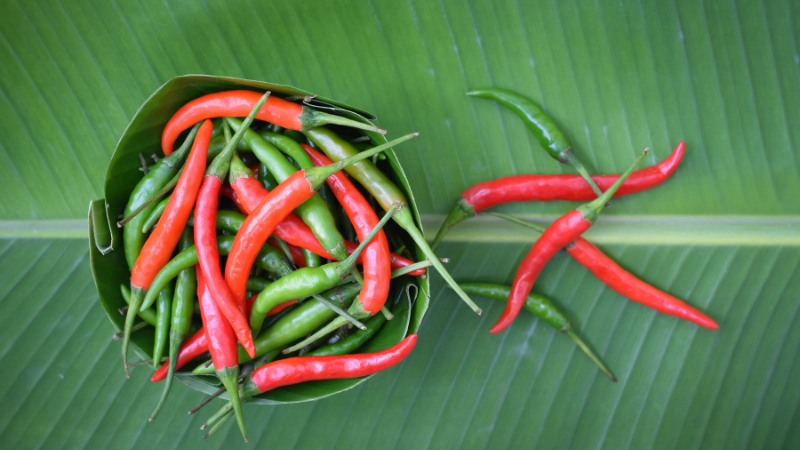 Giá ớt hôm nay 04/09/2024 cập nhật mới nhất Giá ớt hôm nay 04/09/2024 cập nhật mới nhất