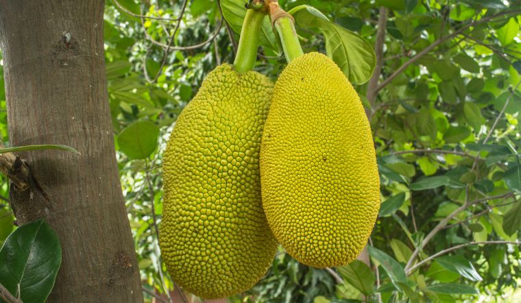 Giá mít Thái hôm nay 04/9/2024: Giá giảm mạnh
