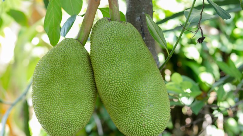 Vì sao nông dân không cho cây mít cao, "ép" cây mít phải lùn? Vì sao nông dân không cho cây mít cao, "ép" cây mít phải lùn?