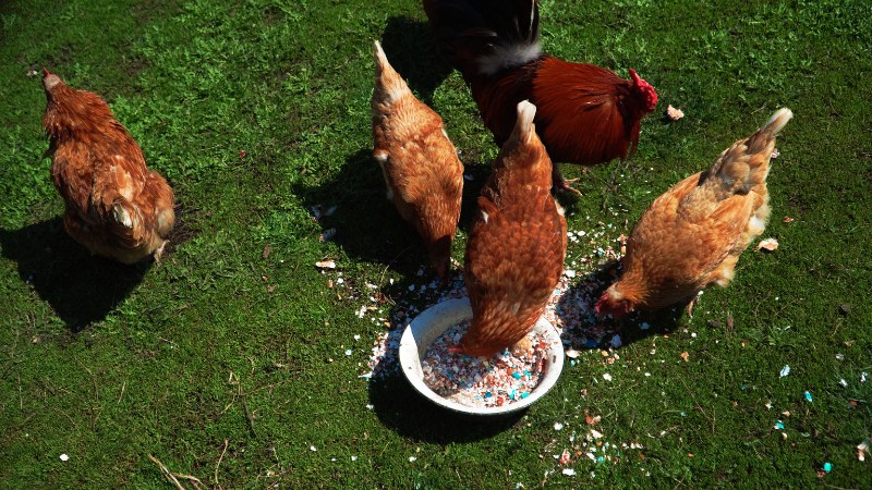 Giá gà hôm nay ngày 05/09 Giá gà hôm nay ngày 05/09