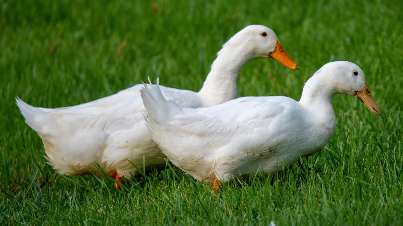 Giá vịt hôm nay ngày 05/09 Giá vịt hôm nay ngày 05/09