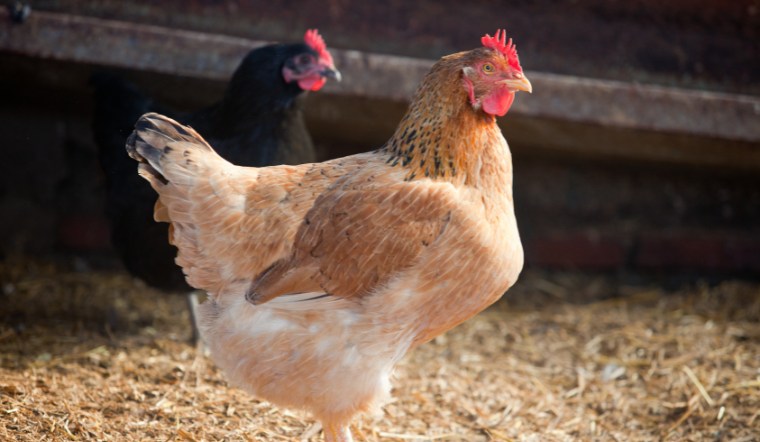 Giá gia cầm hôm nay 05/09/2024: Thêm 1 ngày không đổi