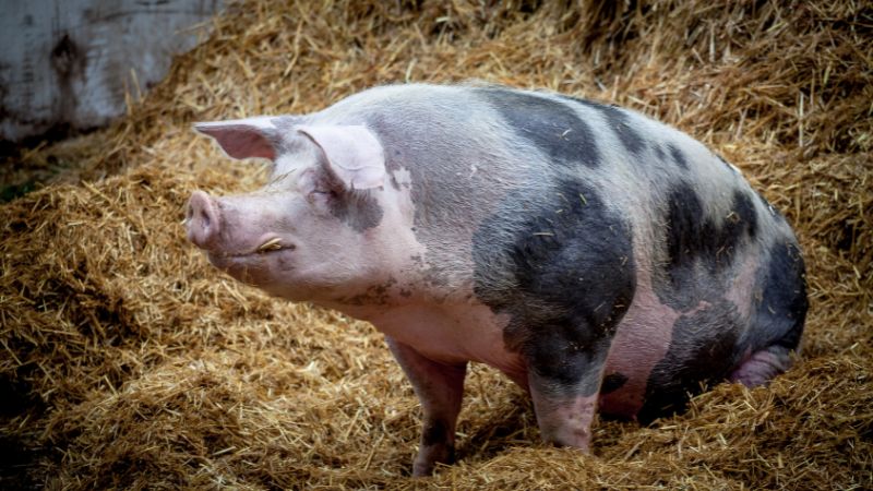 Giá heo hơi hôm nay 05/09 tại miền Bắc