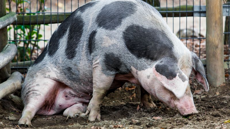 Giá heo hơi hôm nay 05/09 tại miền Trung, Tây Nguyên