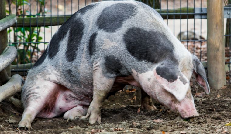 Giá heo hơi hôm nay 05/09: Điều chỉnh tăng tại vài nơi