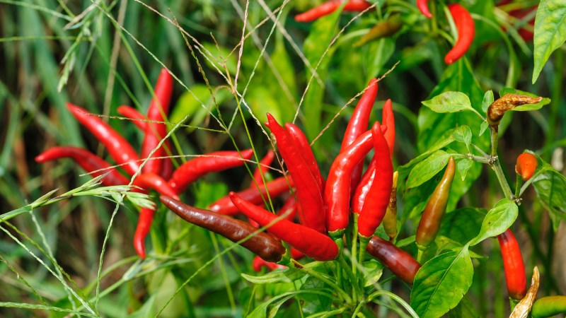 Giá ớt hôm nay 05/09/2024