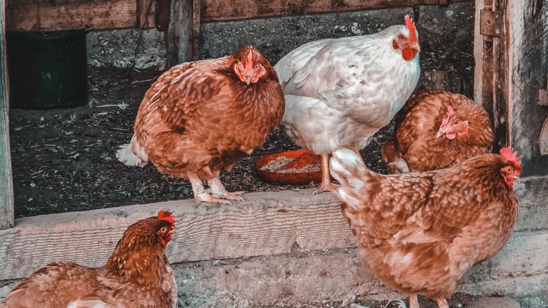 Giá gà hôm nay ngày 06/09 Giá gà hôm nay ngày 06/09