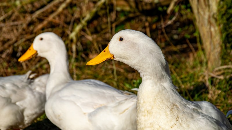 Giá vịt hôm nay ngày 06/09 Giá vịt hôm nay ngày 06/09