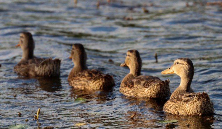 Giá gia cầm hôm nay 06/09/2024: Đi ngang tại các tỉnh, TP