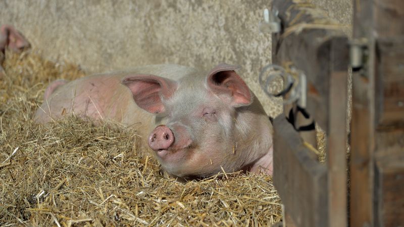 Giá heo hơi hôm nay 06/09 tại miền Nam