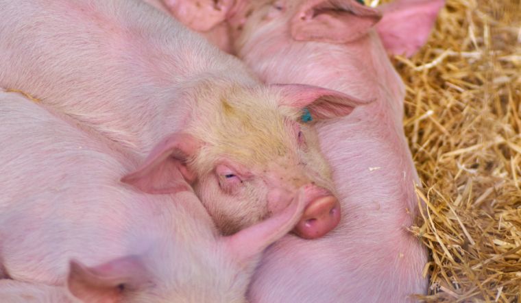 Giá heo hơi hôm nay 06/09: Đồng loạt đi ngang