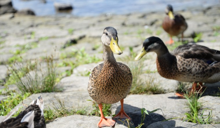 Giá gia cầm hôm nay 07/09/2024: Cuối tuần ổn định