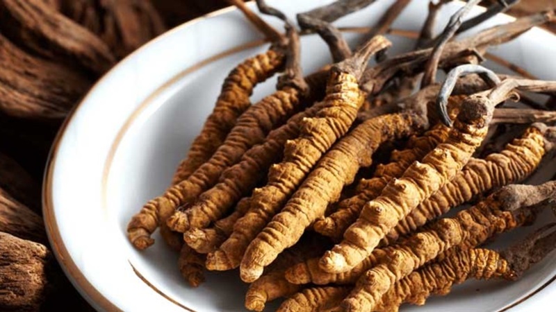 Cách dùng đông trùng hạ thảo tốt cho phụ nữ