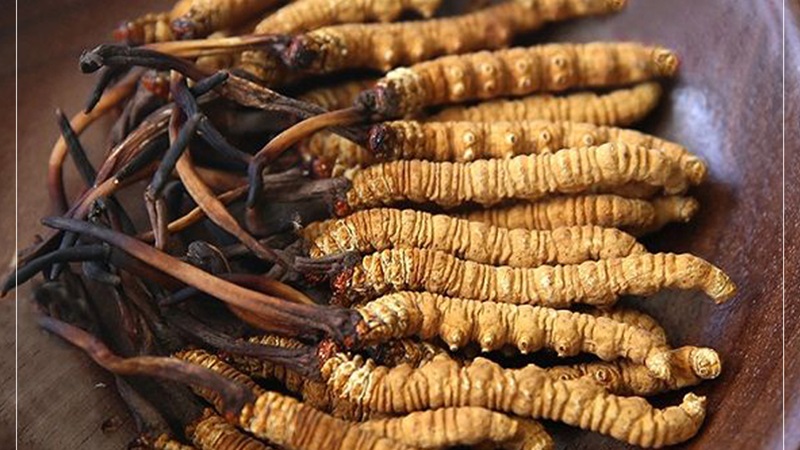 Những lưu ý khi phụ nữ dùng đông trùng hạ thảo