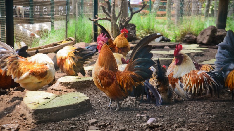 Giá gà hôm nay ngày 09/09