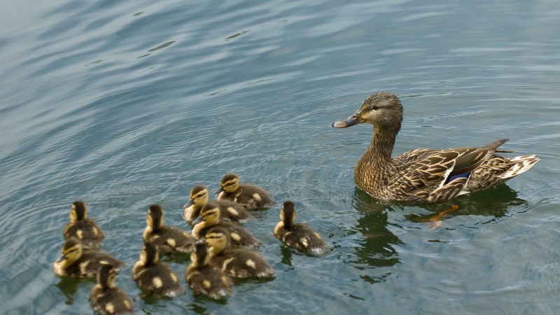 Giá vịt hôm nay ngày 09/09