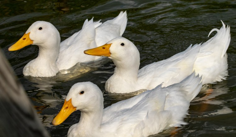 Giá gia cầm hôm nay 09/09/2024: Khởi động tuần mới không đổi