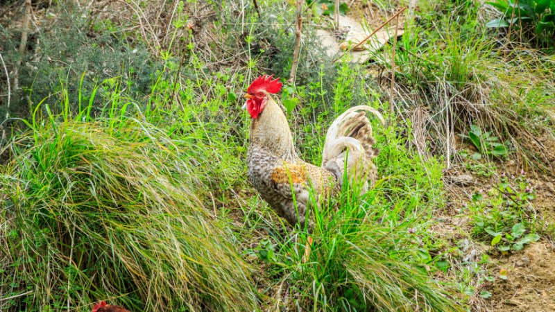 Giá gà hôm nay ngày 10/09