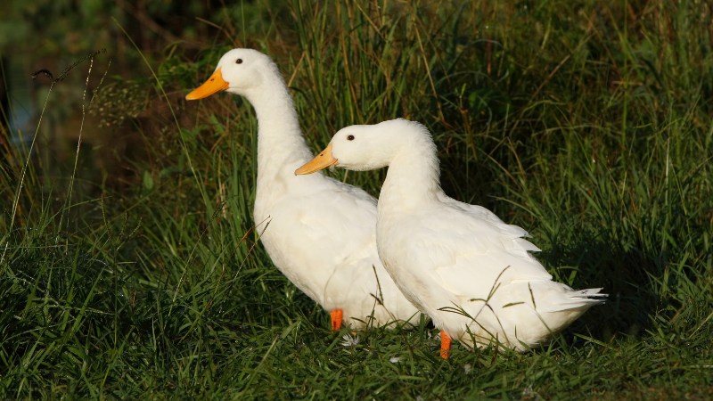 Giá vịt hôm nay ngày 10/09