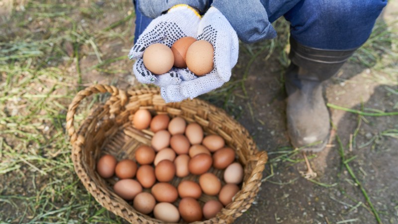 Giá trứng gà hôm nay ngày 10/09