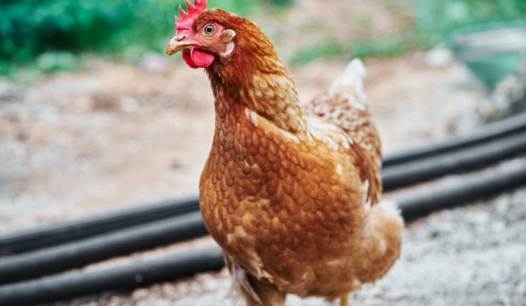 Giá gia cầm hôm nay 10/09/2024: Giữ đà đi ngang