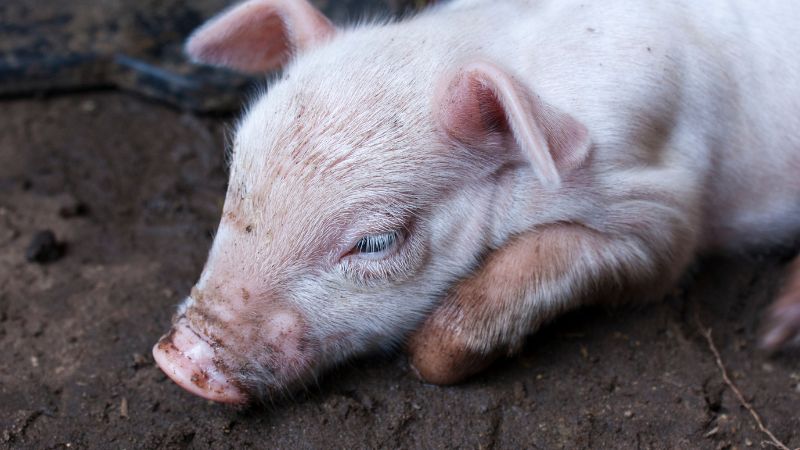 Giá heo hơi hôm nay 10/09 tại miền Bắc