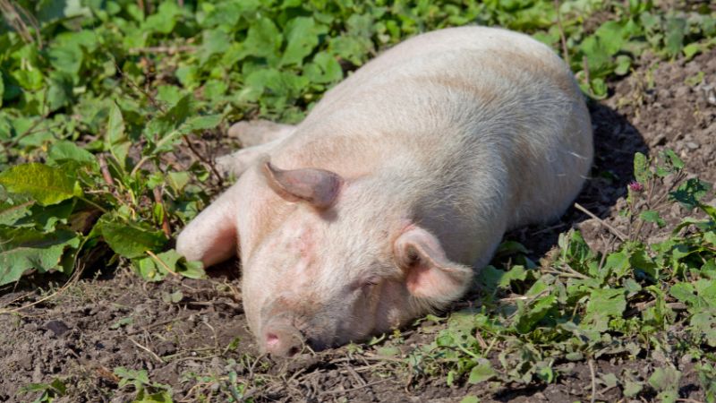 Giá heo hơi hôm nay 10/09 tại miền Trung, Tây Nguyên