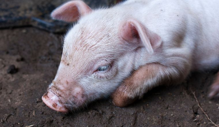 Giá heo hơi hôm nay 10/09: Điều chỉnh nhẹ 1.000 đồng/kg