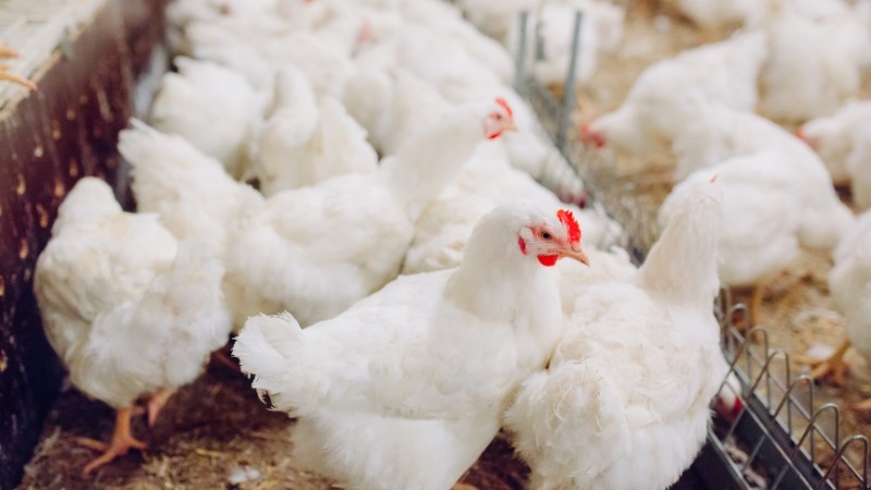 Giá gà hôm nay ngày 11/09 Giá gà hôm nay ngày 11/09