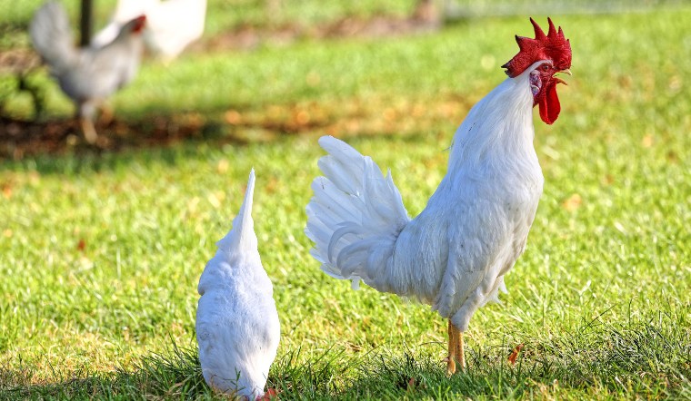 Giá gia cầm hôm nay 11/09/2024: Vẫn được giữ nguyên