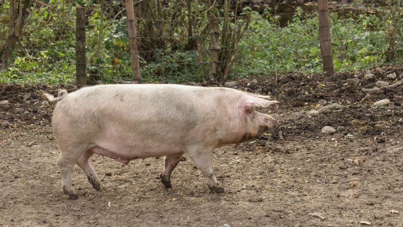 Giá heo hơi hôm nay 11/09 tại miền Bắc