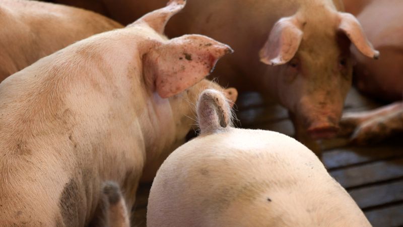 Giá heo hơi hôm nay 11/09 tại miền Nam