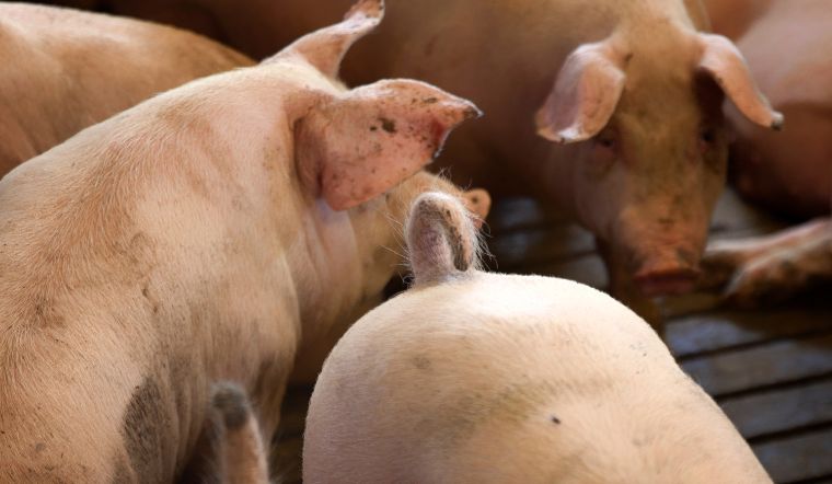 Giá heo hơi hôm nay 11/09: Đồng loạt đi ngang