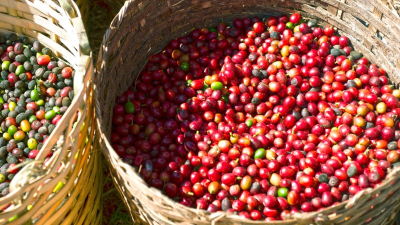 Giá cà phê Robusta giao dịch tại London Giá cà phê Robusta giao dịch tại London