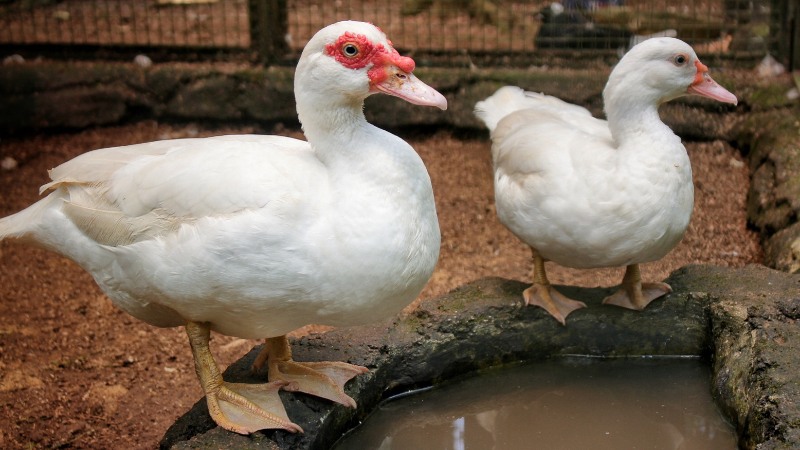 Giá vịt hôm nay ngày 12/09