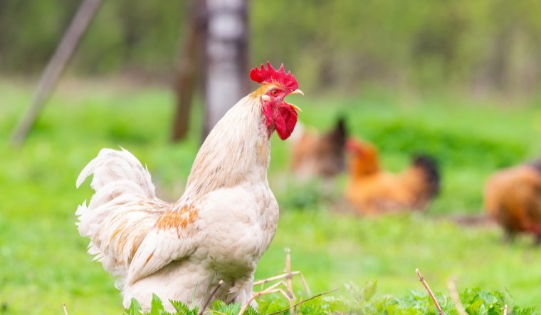 Giá gia cầm hôm nay 12/09/2024: Tiếp tục không có biến đổi