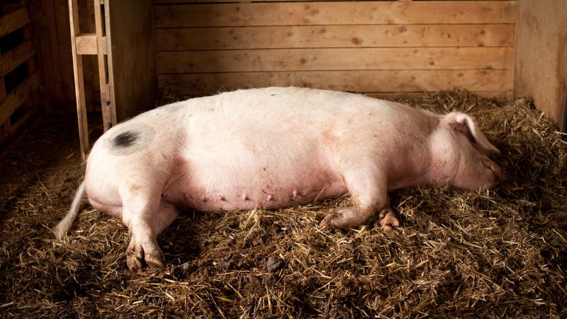 Giá heo hơi hôm nay 12/09 tại miền Bắc