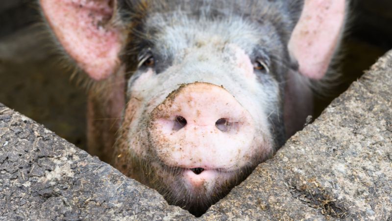 Giá heo hơi hôm nay 12/09 tại miền Trung, Tây Nguyên