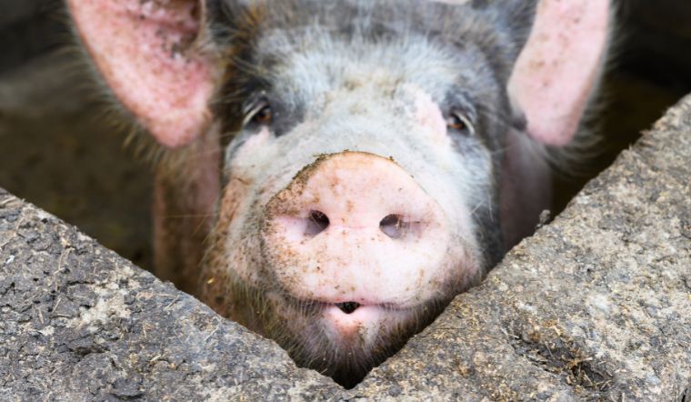 Giá heo hơi hôm nay 12/09: Khu vực miền Nam tăng nhẹ