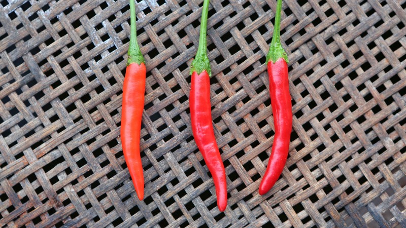 Giá ớt hôm nay 12/09/2024 mới nhất Giá ớt hôm nay 12/09/2024 mới nhất