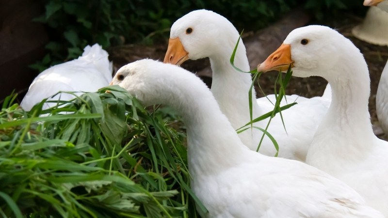 Giá vịt hôm nay ngày 13/09