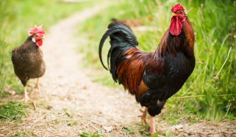 Giá gia cầm hôm nay 13/09/2024: Không điều chỉnh trên cả nước