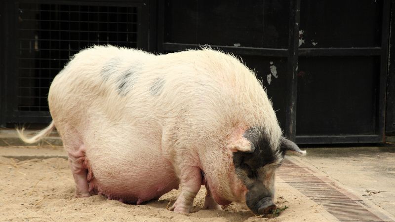 Giá heo hơi hôm nay 13/09 tại miền Bắc