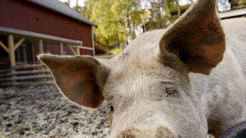 Giá heo hơi hôm nay 13/09 tại miền Trung, Tây Nguyên