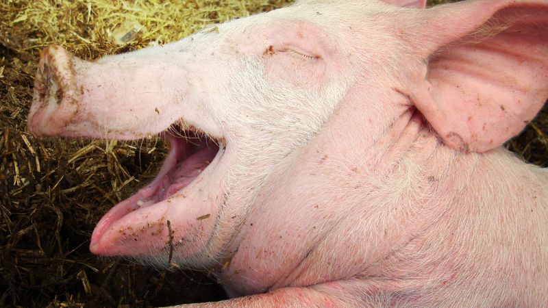 Giá heo hơi hôm nay 13/09 tại miền Nam