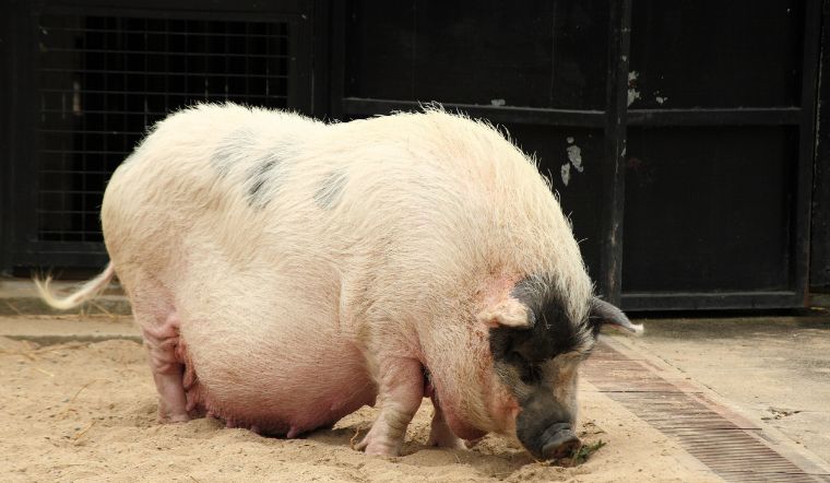 Giá heo hơi hôm nay 13/09: Không thay đổi so với hôm qua