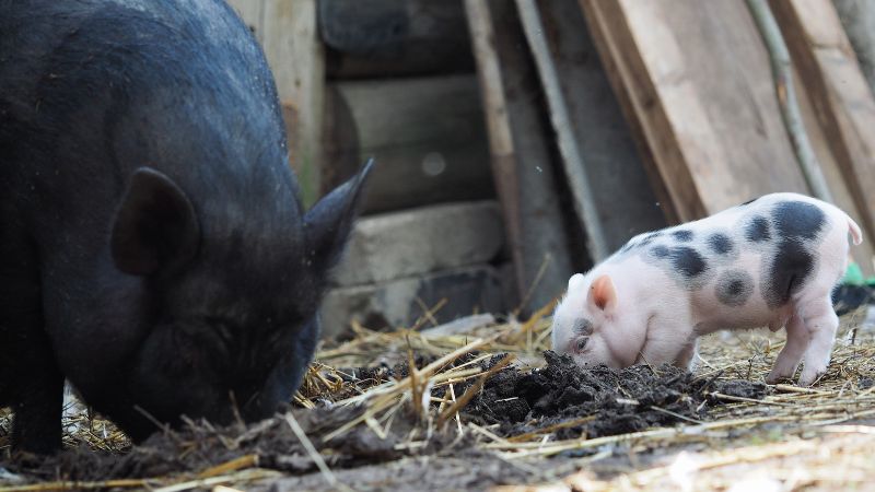 Giá heo hơi hôm nay 14/09 tại miền Nam