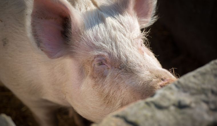 Giá heo hơi hôm nay 14/09: Duy trì ổn định