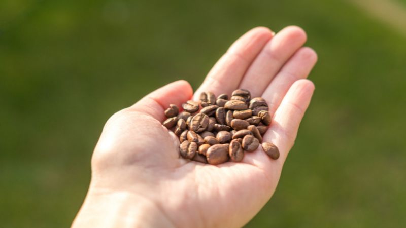 Giá cà phê Arabica giao dịch tại New York Giá cà phê Arabica giao dịch tại New York