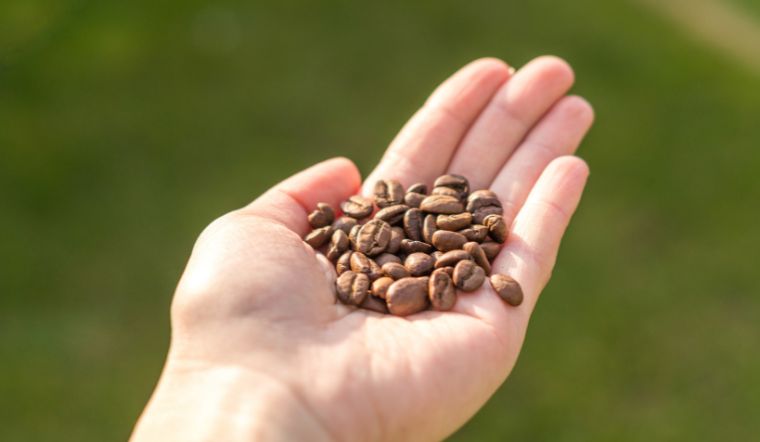 Giá cà phê hôm nay 14/09/2024: Tăng 2.000 đồng/kg